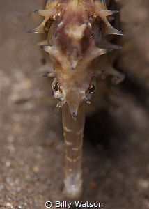 Thorny Seahorse by Billy Watson 